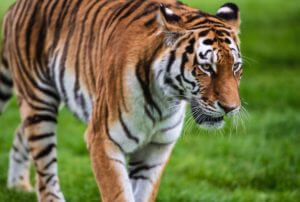 ‘Tiger King’ animals rescued in 2017 at Colorado sanctuary