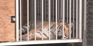 Missing Texas tiger transported to animal sanctuary