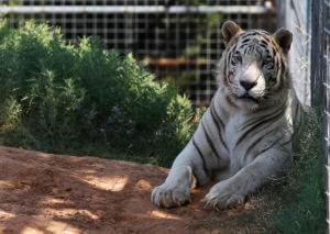 Lawyer: ‘Tiger King’s’ Jeff Lowe willing to give up big cats