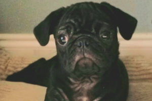 Ex-girlfriend tosses man’s puggle off condo balcony in Florida