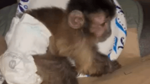 Ohio man accused of giving drugs to capuchin monkey