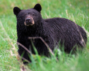 Star of ‘The Bear Whisperer’ accused of illegal bear kill