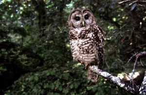 Judge throws out Trump-era rollbacks on endangered species