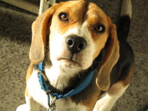 Judge OKs transfer plan for beagles from troubled facility