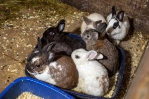 Hoarder charged after 300 animals rescued from NY home