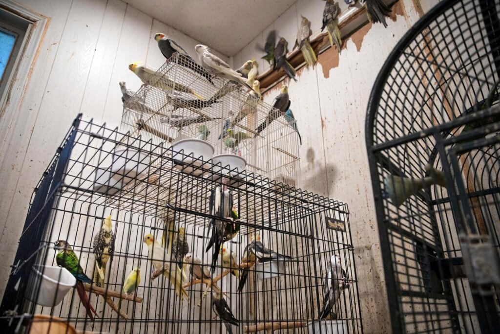 Hoarder charged after 300 animals rescued from NY home | Court TV