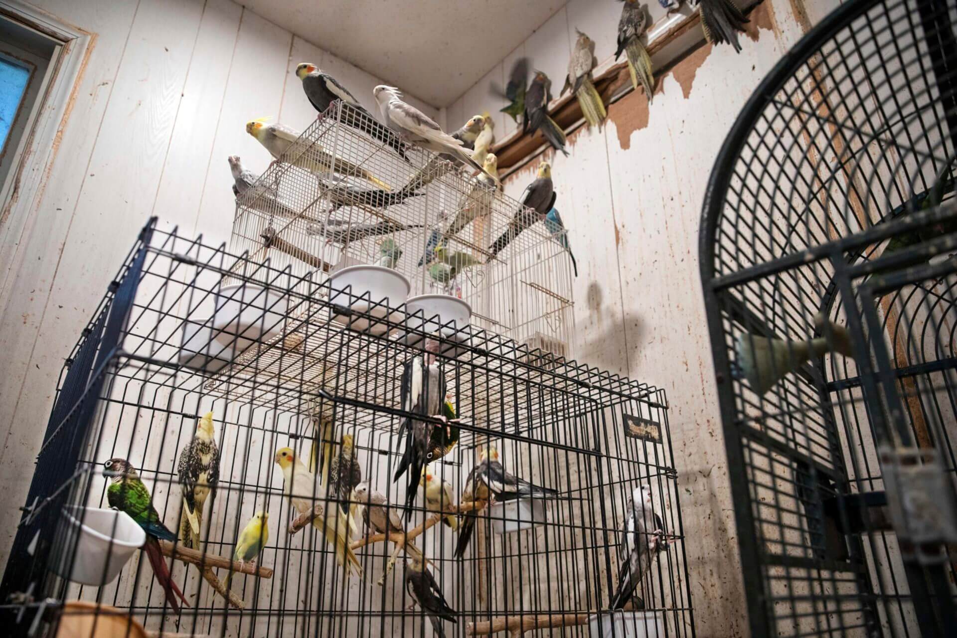 Hoarder charged after 300 animals rescued from NY home | Court TV