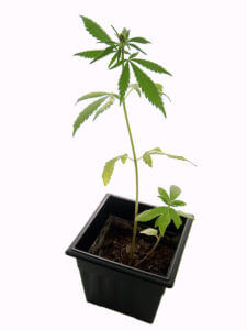 Suspect sought after 4 killed at Oklahoma marijuana farm