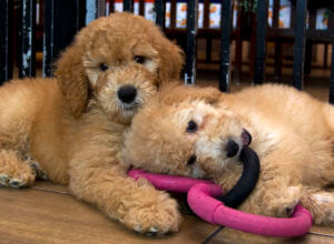 New York bans pet stores from selling cats, dogs, rabbits