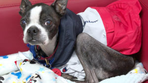 Florida attorney says need for pet lawyers on the rise