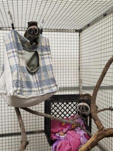 Police: Man arrested in taking of monkeys from Dallas Zoo