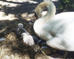Teens arrested after beloved swan eaten, babies rescued, police say