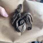Panty Hose Ligature found on BTK's property.