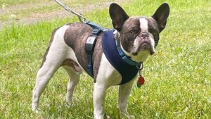 Woman Stranded Dog at Airport Before Flying to Mexican Resort, Cops Say