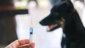 Woman stabs boyfriend’s eye with rabies needle for eyeing other women