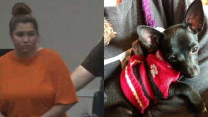 Babysitter sentenced to 9 months for killing family’s dog